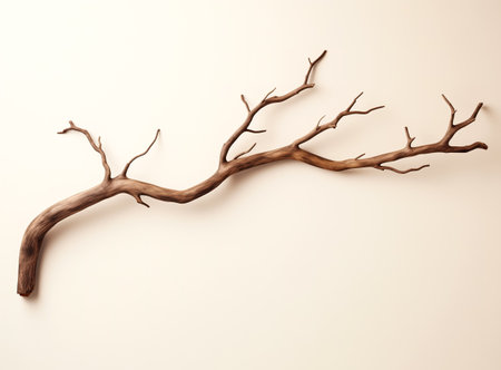 Dry tree twigs or Dead tree. Minimal background for summer conceptの素材