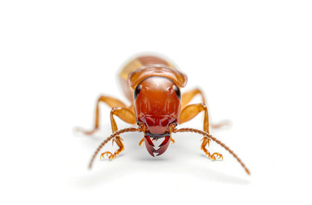 Termite on isolated whited background. Close upの素材