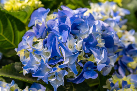 Beautiful blue hydrangeas bloom vibrantly in a sunny garden during spring, showcasing natureâs stunning colorsの写真素材