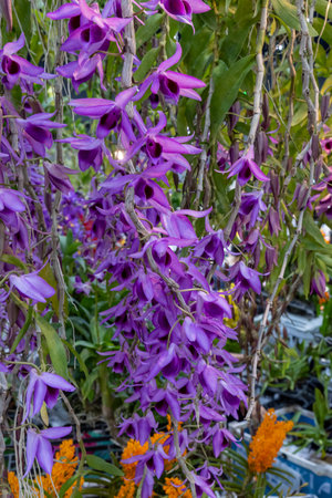 Colorful orchids bloom in a vibrant garden showcasing nature's beauty under bright sunlight in mid-summerの写真素材