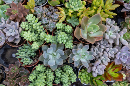 Diverse collection of vibrant succulents arranged in pots at a plant nursery in midday sunlightの写真素材