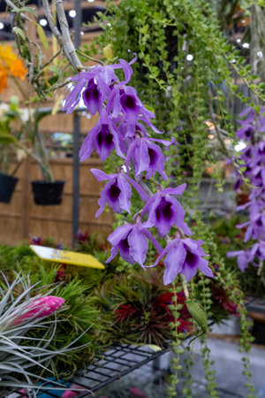 Beautiful purple orchids blooming in a vibrant floral display at a garden center during the spring seasonの写真素材