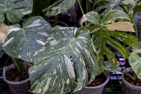 Indoor garden featuring variegated monstera plants during daylight hours in a well-lit spaceの写真素材