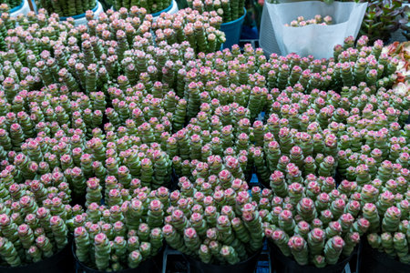 Colorful succulents with pink blooms arranged neatly in pots at a lively plant market during springtimeの写真素材