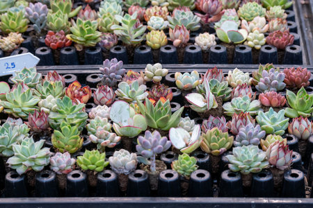 Colorful selection of succulents arranged neatly in plant pots at a local nursery in the afternoon sunの写真素材