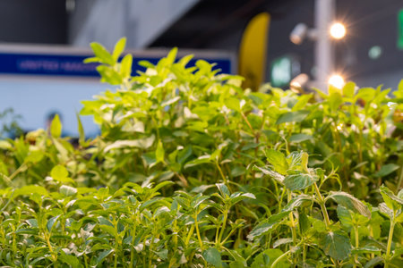Lush green herbs thriving at an indoor gardening exhibition in a vibrant marketplaceの写真素材