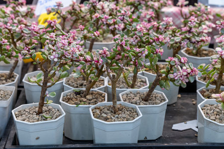 Colorful flowering succulents arranged in hexagonal pots at a local market on a bright dayの写真素材