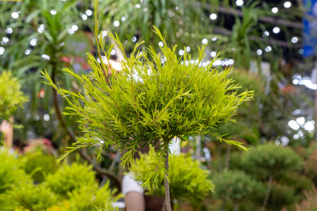Vibrant green foliage of a bonsai tree showcased in a lively botanical garden during a spring event