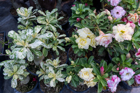Colorful variety of flowering plants in pots at a vibrant garden market during the spring seasonの写真素材