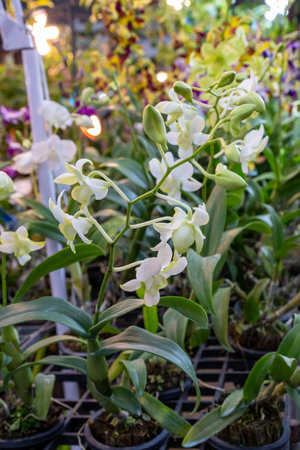 Beautiful white orchids blooming in a lush greenhouse filled with colorful flowers during the afternoonの写真素材