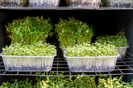 Fresh microgreens growing on shelves in a bright indoor garden in the heart of a cityの写真素材