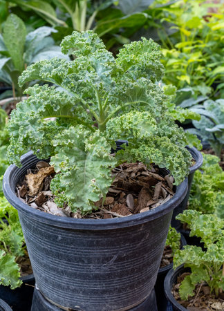Kale plant growing in a garden pot surrounded by various leafy greens during daylightの写真素材