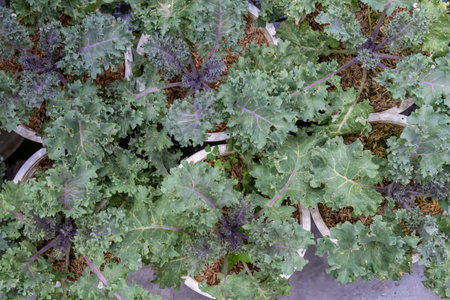 Green kale plants thriving in urban garden pots during bright afternoon sunlight for home gardening enthusiastsの写真素材