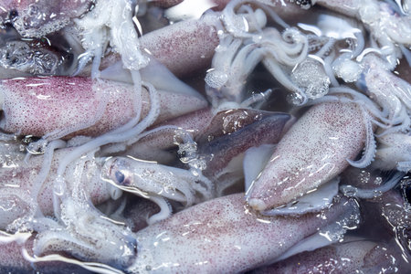 Freshly caught squid in a metal container displayed at a local seafood market