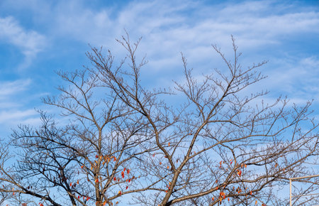 Bare branches stretch against the clear blue sky, showcasing remnants of autumn leaves. This scene captures the calmness of a winter day outdoors.の写真素材