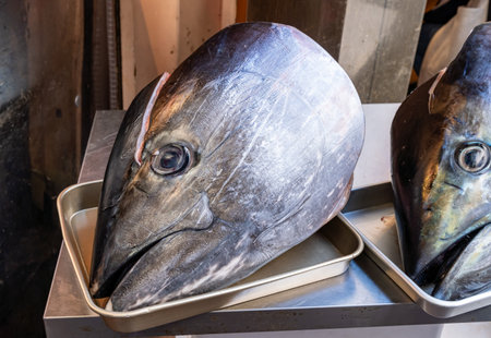 Fish heads are shown on metal trays in a market. The setting is a coastal town in Santorini. Vendors prepare for customers as the morning sun shines on the scene.の写真素材