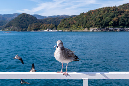 A seagull stands on a railing near blue water with mountains in the distance. Other birds are flying around. The scene shows a clear sky and nearby boats on the water.の写真素材