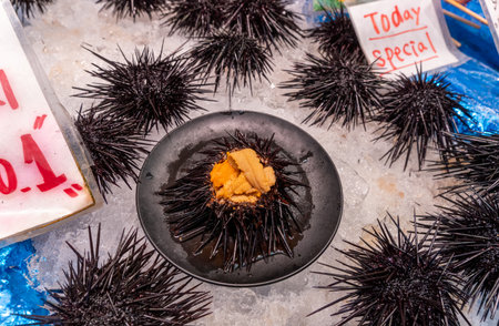 A collection of black sea urchins is shown on ice at a market. One sea urchin is opened, revealing orange roe inside. A sign notes a special price for the day.の写真素材