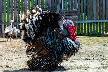 Close up of a male turkey. Meleagris gallopavo, blue and red head. Black plumage bird. Domestic...
