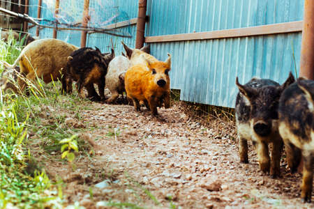 Hungarian mangalica ginger pig running with ears pressed back. Little cute piglet.の写真素材