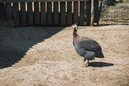 Guinea fowl outside the house on a sunny day.