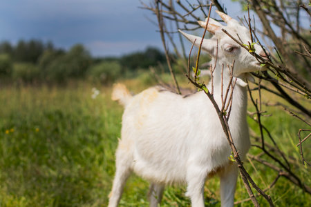 Young goat in a dense green field eating grass. Goat on a green spring meadow in a sunny dayの写真素材
