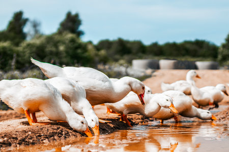 Young geese drink dirty water from a puddle.の写真素材
