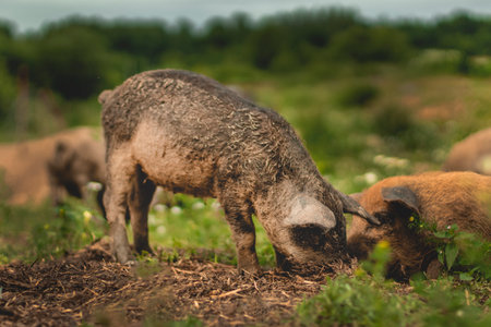 Piglets of the Hungarian mangalitsa walk in a meadow among daisies. Piglets in a field among green grasses.の写真素材