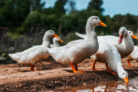 Young geese drink dirty water from a puddle.の写真素材