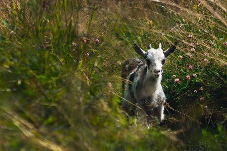 Young goat in a dense green field eating grass. Goat on a green spring meadow in a sunny day