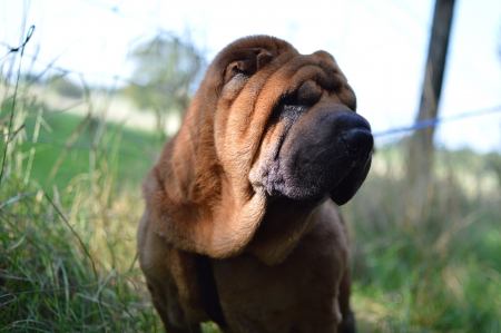 Shar pei dog in a parkの写真素材