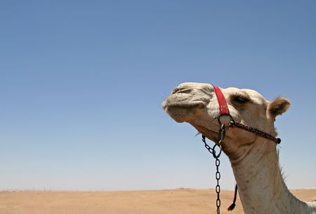 Camel with desert and sky as backgroundの写真素材