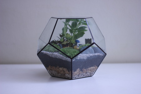 terrariumの写真素材