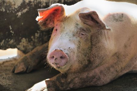 A female pig at a pig farm