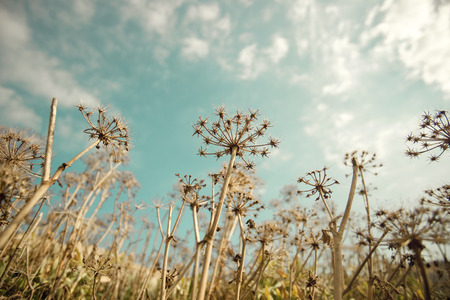 Plant in Israelの写真素材