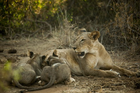 Lion feeding babiesの写真素材