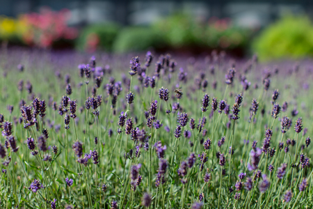 Lavender in gardenの写真素材