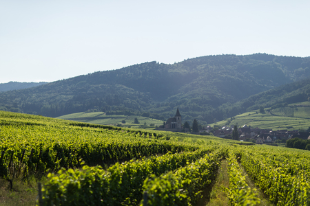 Grape yard in Franceの写真素材