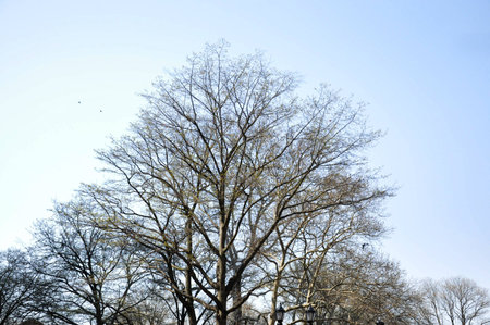 spring tree