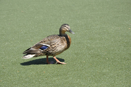 duck at parkの写真素材