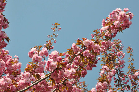 Japanese cherry blossom at new yorkの写真素材