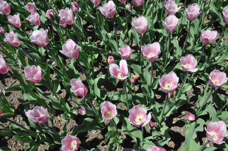 purple flower garden during springの写真素材