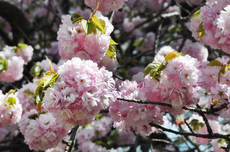 cherry blossom closed upの写真素材