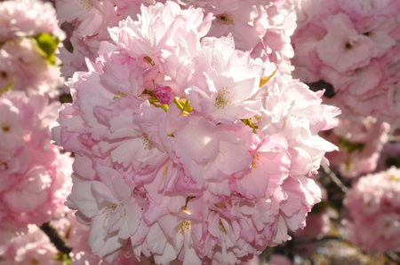 closed up cherry blossom in New Yorkの写真素材