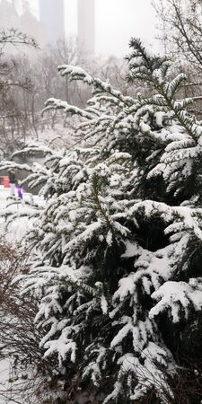 central park tree with snowの写真素材