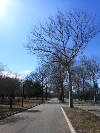 winter tree blue skyの写真素材