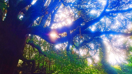 treeの写真素材
