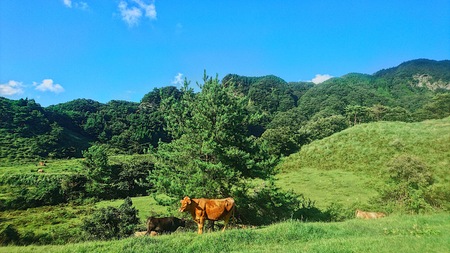 cowの写真素材