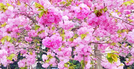 springの写真素材
