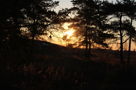 sunset forestの写真素材